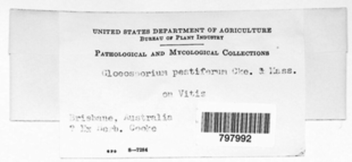 Gloeosporium pestiferum image